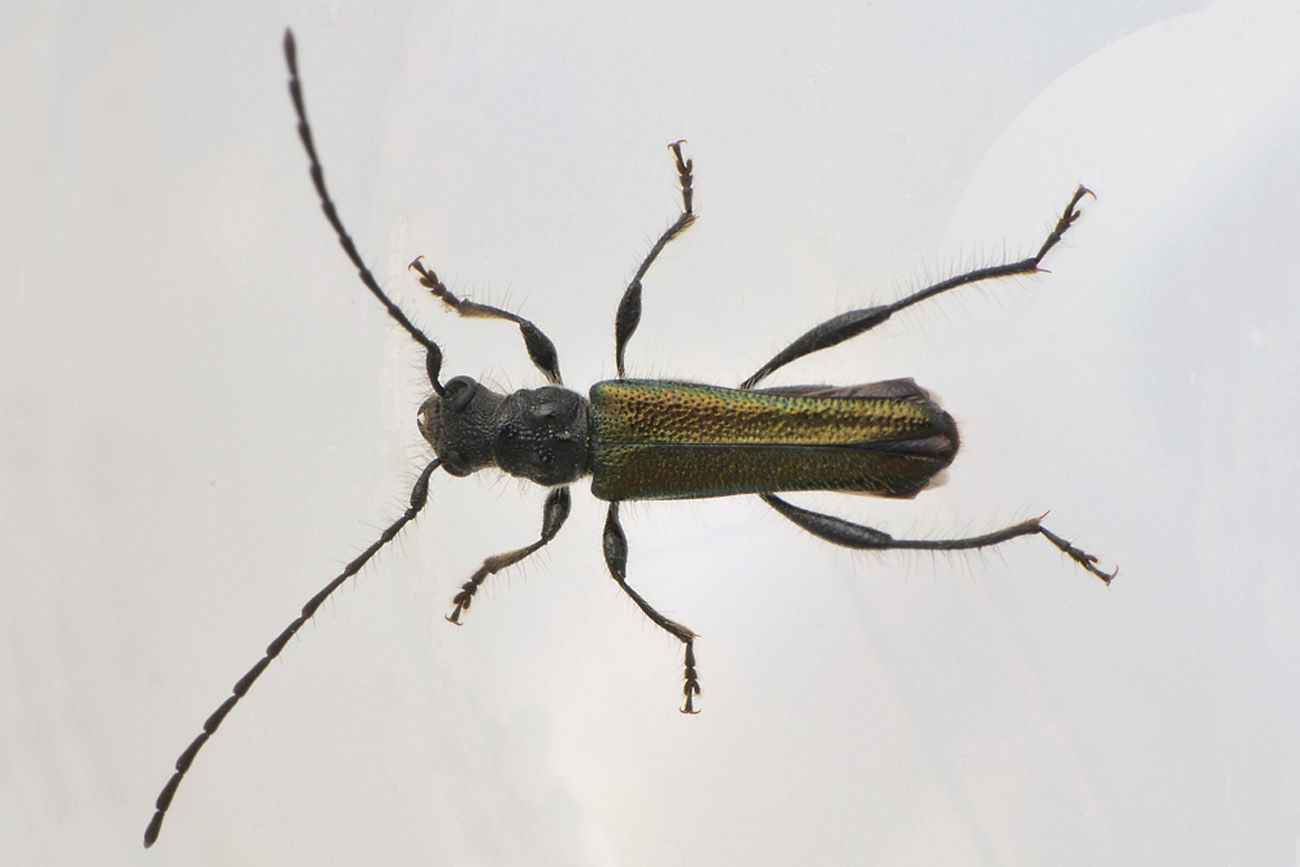 Quale Cerambycidae?  Callimus abdominalis, maschio